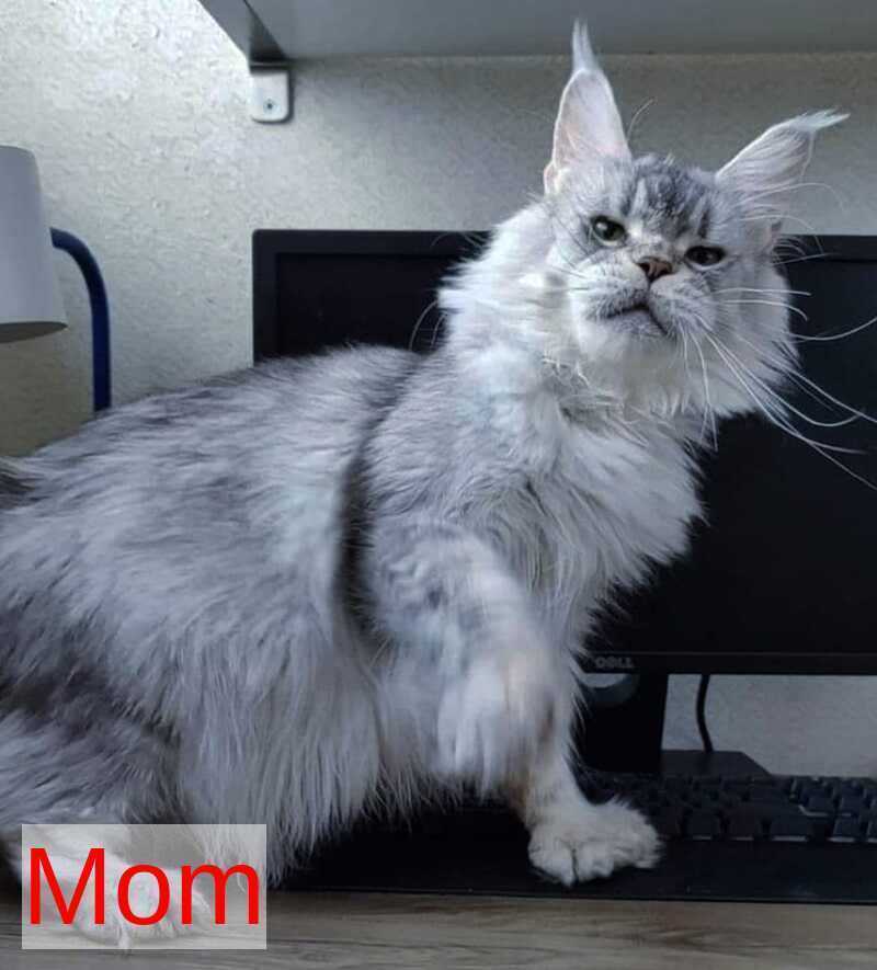 Lamira Maine Coon female black silver - live animals