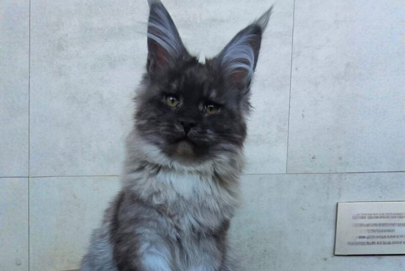 Lamira Maine Coon female black silver - live animals