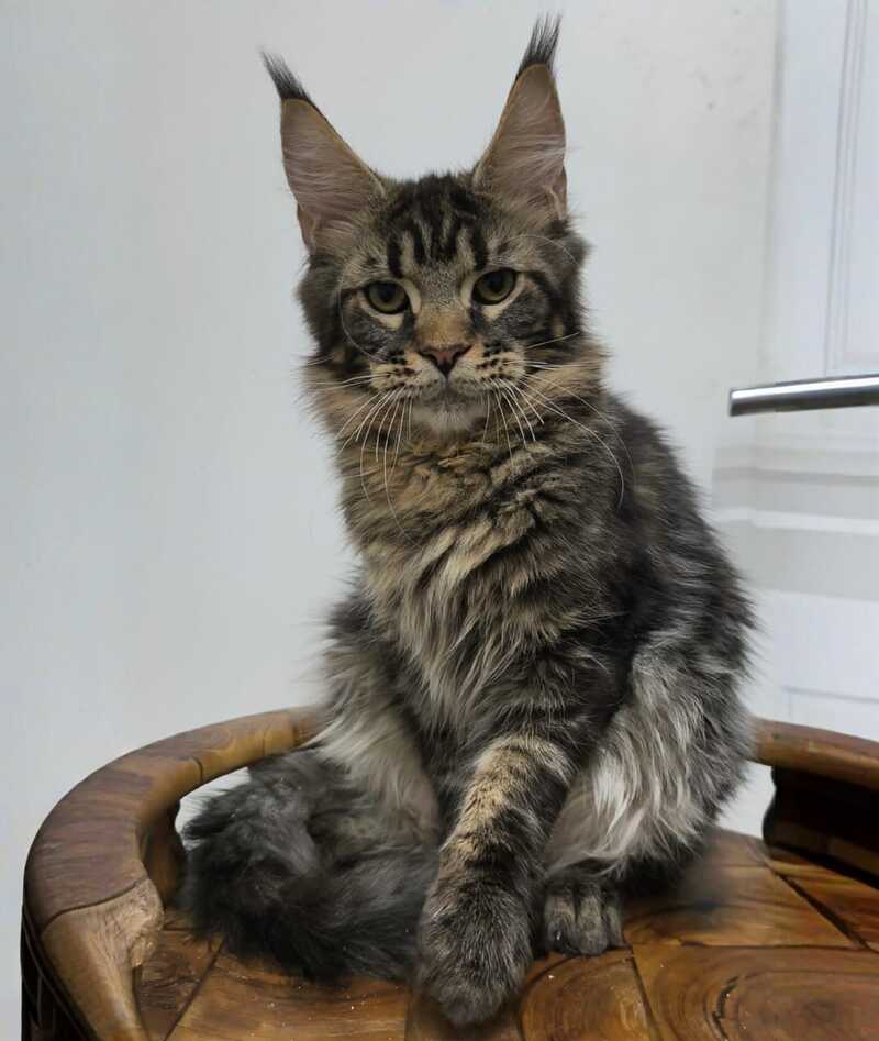 Li Dan Maine Coon male black tabby - live animals