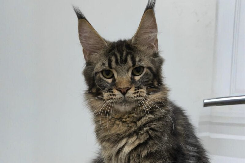 Li Dan Maine Coon male black tabby - live animals