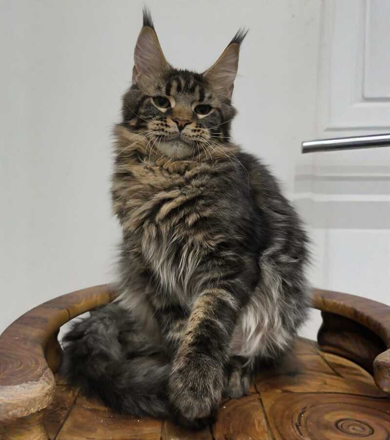 Li Dan Maine Coon male black tabby - live animals