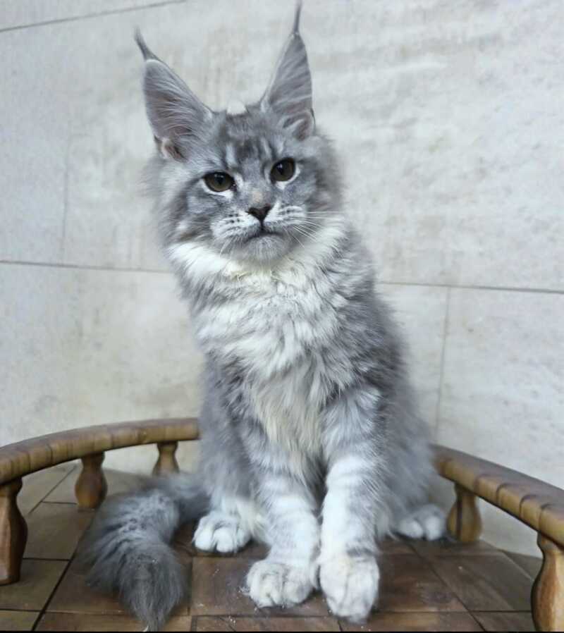 Lisa Maine Coon female blue silver ticked tabby - live animals