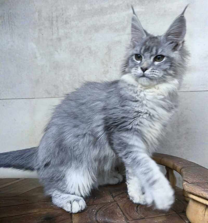 Lisa Maine Coon female blue silver ticked tabby - live animals