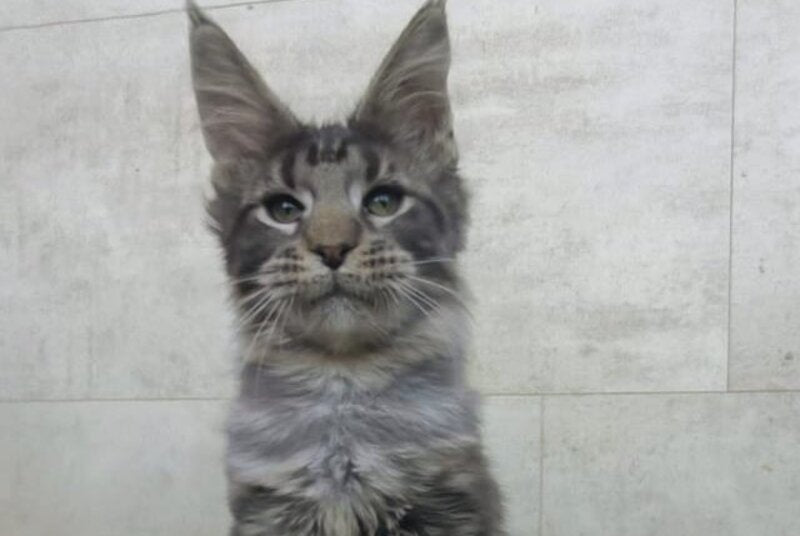 Limbo Maine Coon male black tabby - live animals