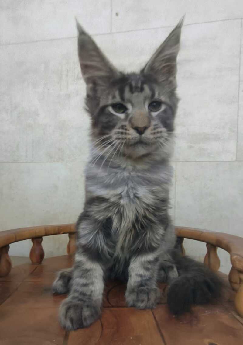 Limbo Maine Coon male black tabby - live animals
