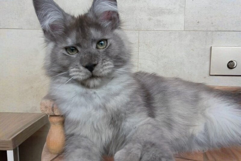 Mikki Maine Coon polydactyl male black silver - live animals