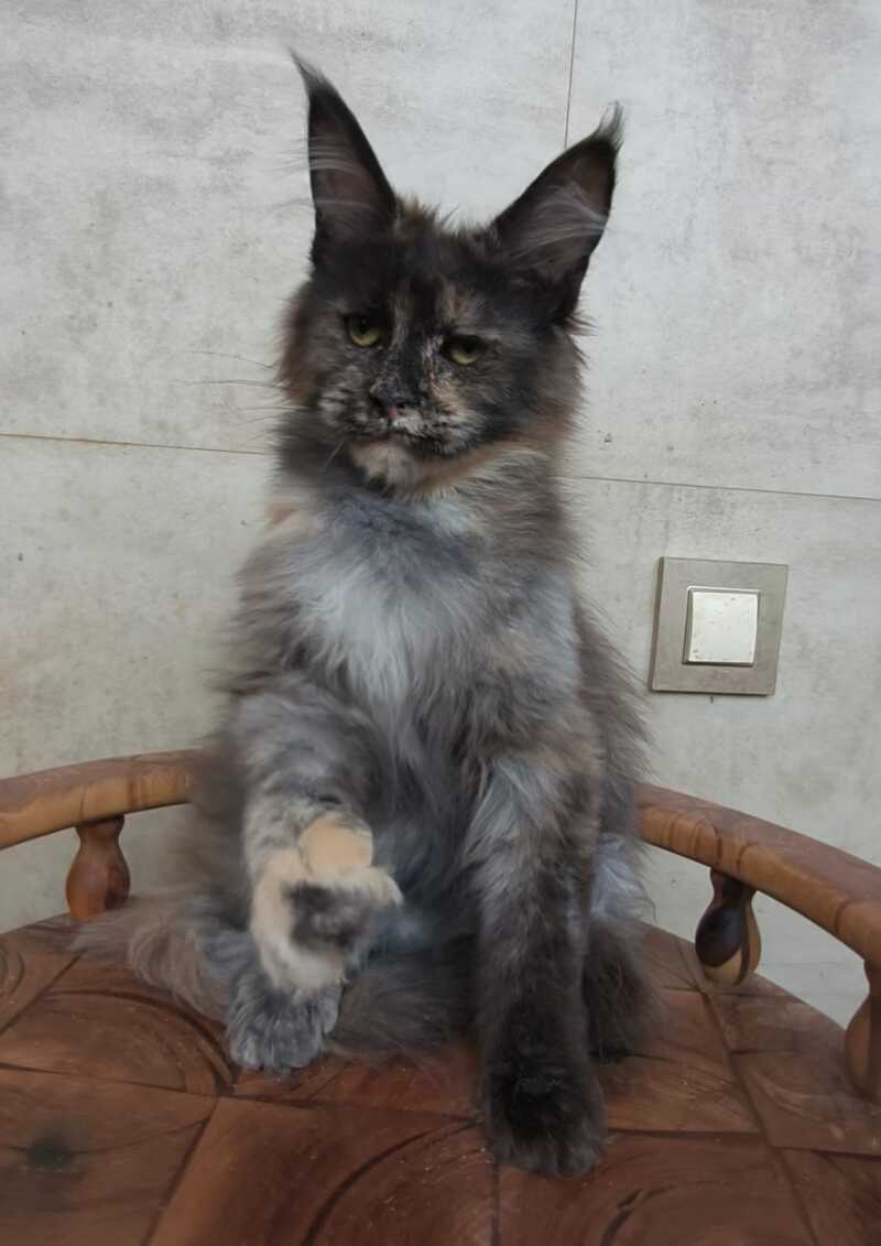 Marika Maine Coon female black tortie silver - live animals