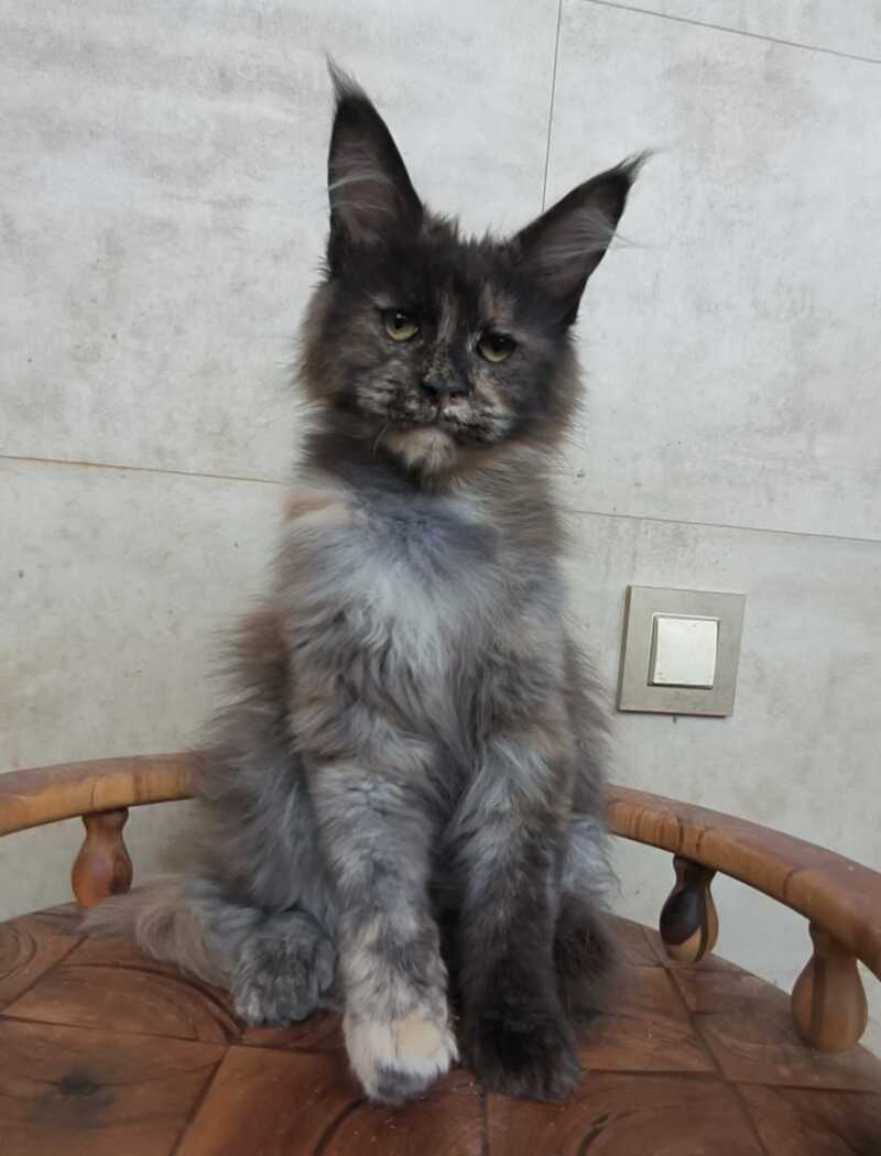 Marika Maine Coon female black tortie silver - live animals