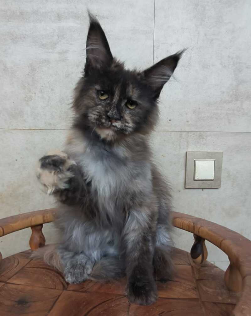Marika Maine Coon female black tortie silver - live animals