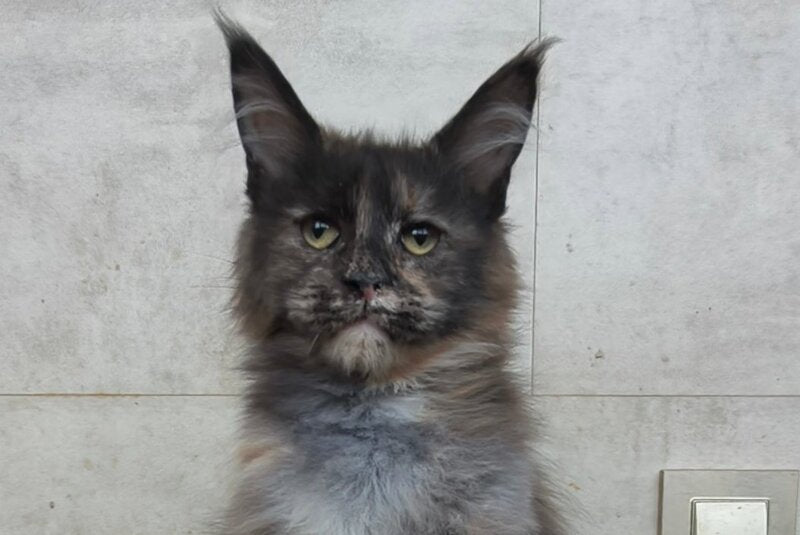 Marika Maine Coon female black tortie silver - live animals