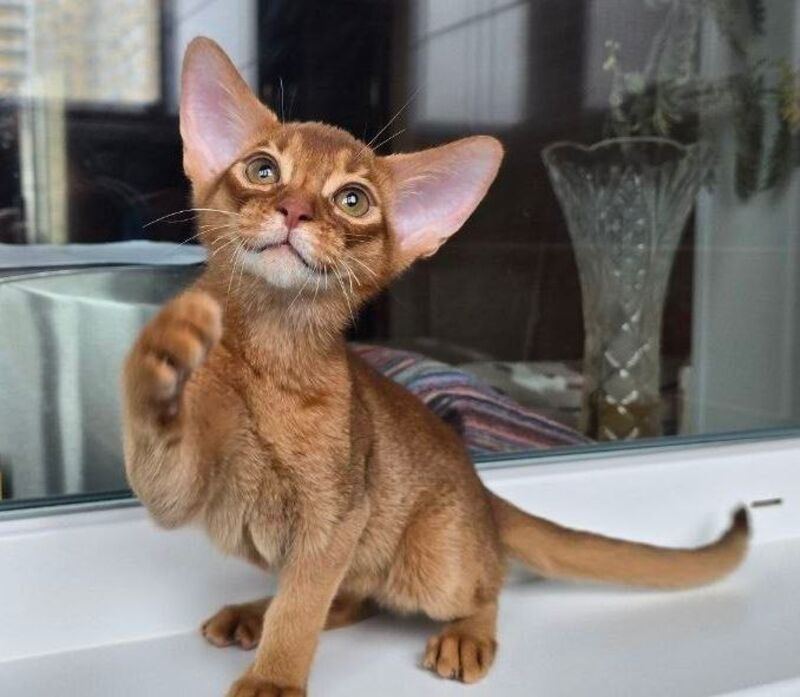 Brenda Abyssinian female sorrel - live animals