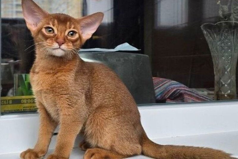 Brenda Abyssinian female sorrel - live animals