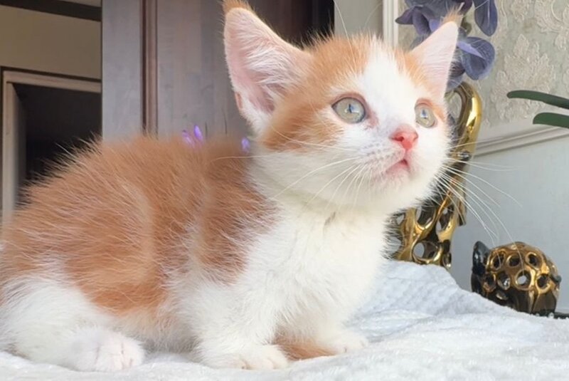Cupper Munchkin male red tabby with white - live animals