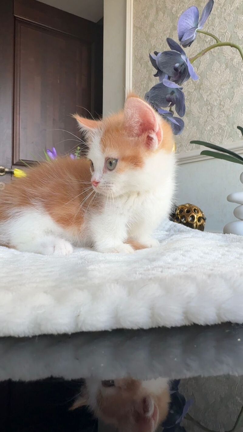 Cupper Munchkin male red tabby with white - live animals