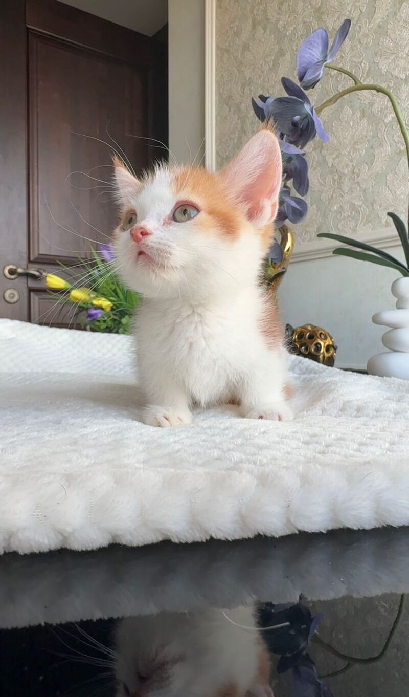 Cupper Munchkin male red tabby with white - live animals