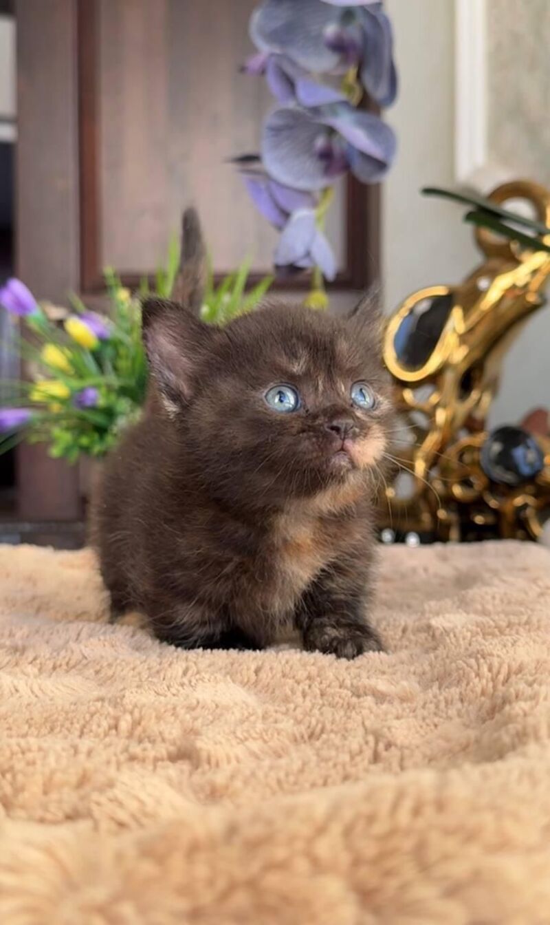 Catalina Munchkin female black tortie - live animals