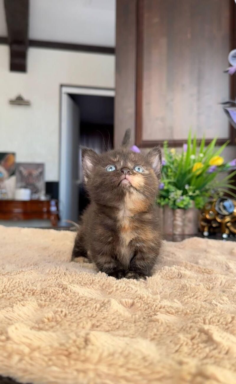 Catalina Munchkin female black tortie - live animals