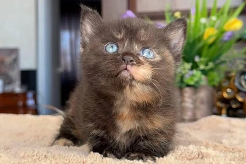 Catalina Munchkin female black tortie - live animals