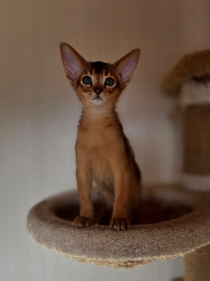 Marvel Abyssinian male black - live animals