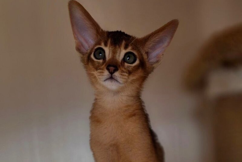 Marvel Abyssinian male black - live animals