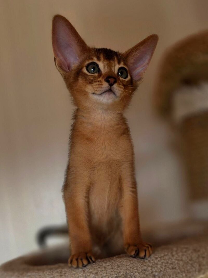 Marvel Abyssinian male black - live animals