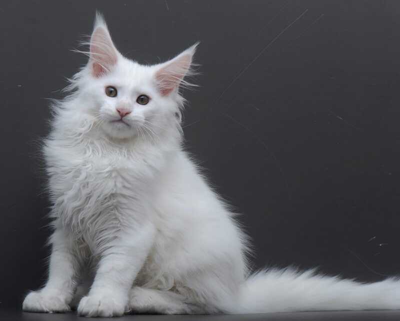 Edelweiss Maine Coon male white - live animals
