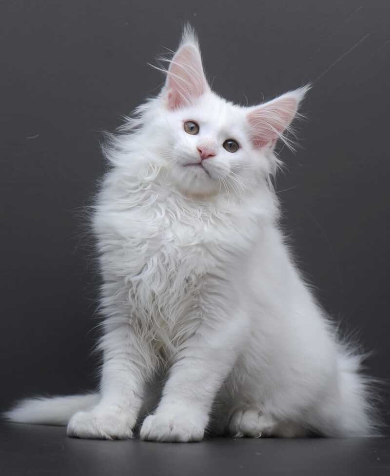 Edelweiss Maine Coon male white - live animals