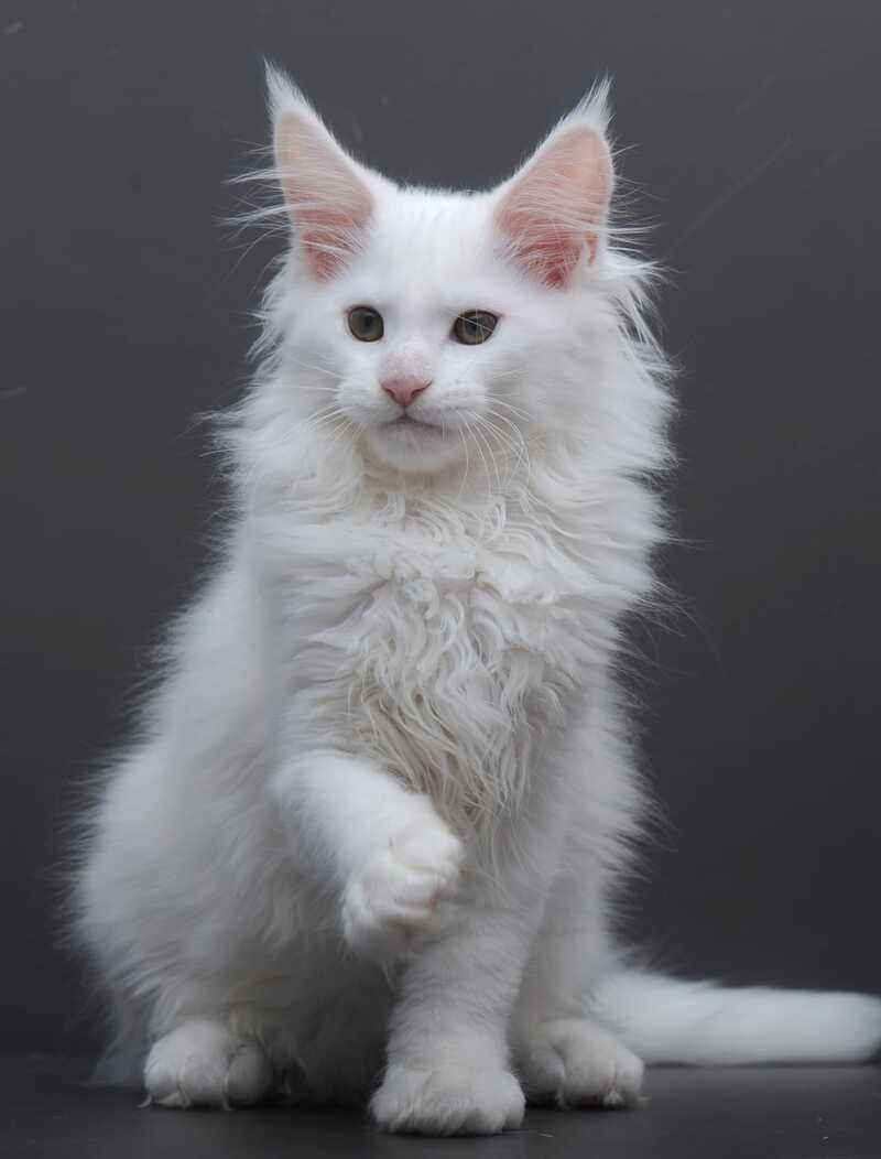 Edelweiss Maine Coon male white - live animals