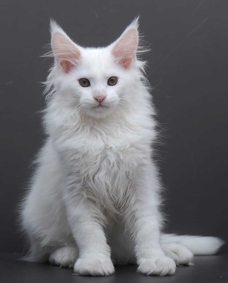 Edelweiss Maine Coon male white - live animals