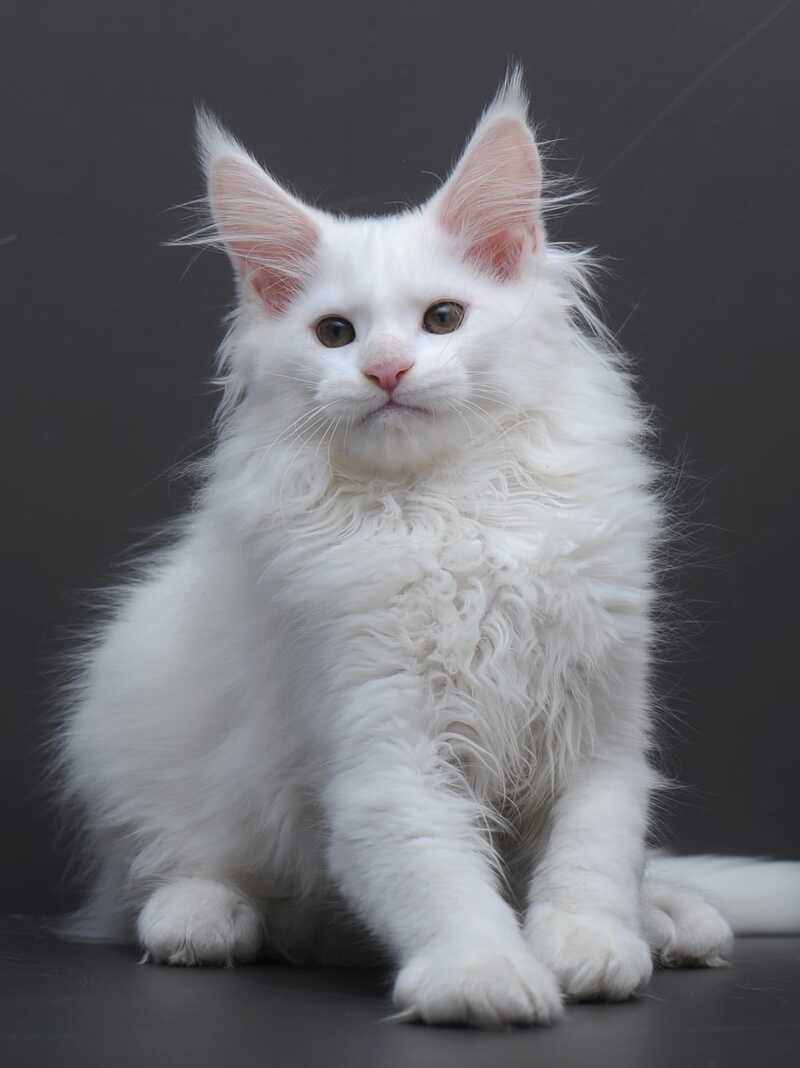 Edelweiss Maine Coon male white - live animals