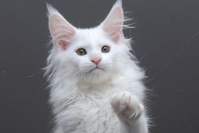 Edelweiss Maine Coon male white - live animals