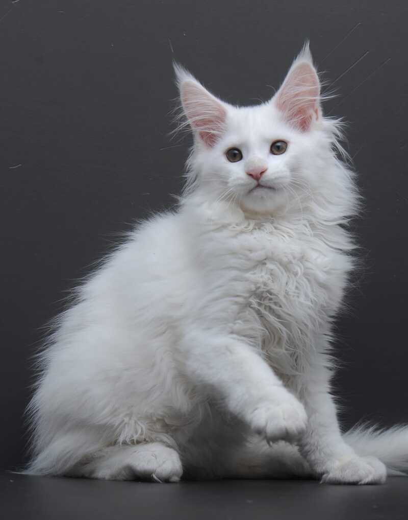 Edelweiss Maine Coon male white - live animals