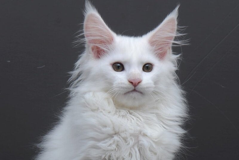 Edelweiss Maine Coon male white - live animals