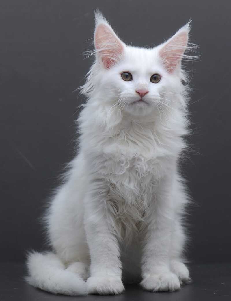 Edelweiss Maine Coon male white - live animals