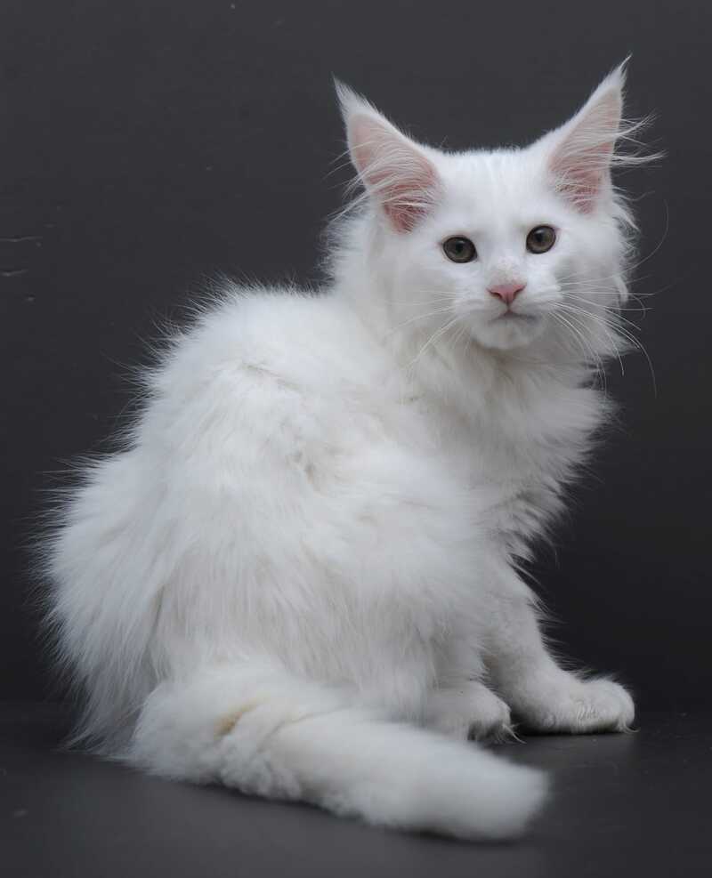 Edelweiss Maine Coon male white - live animals