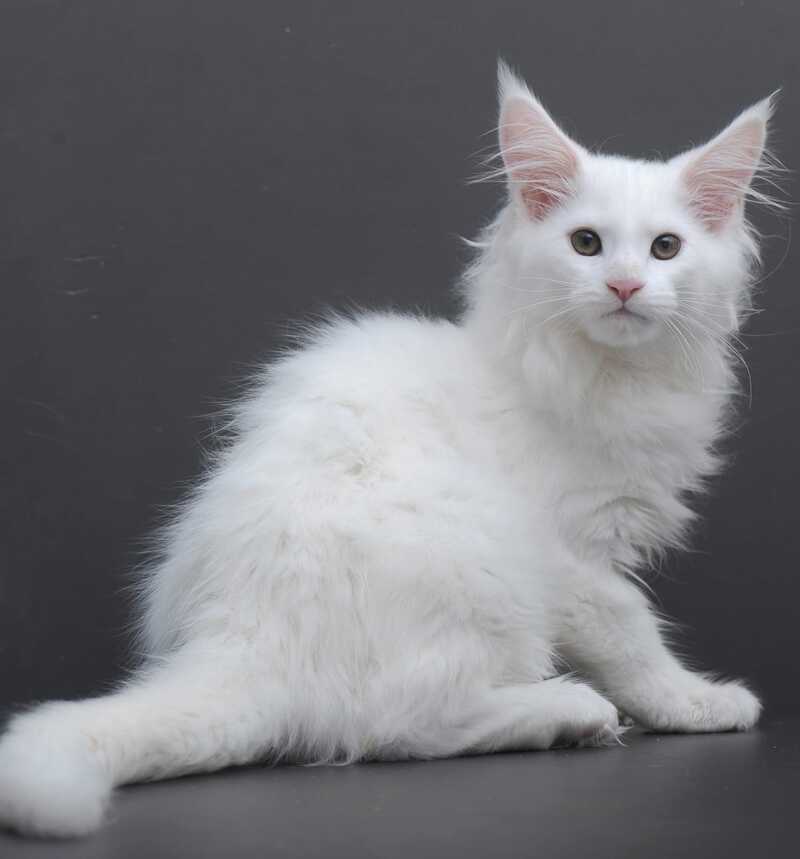 Edelweiss Maine Coon male white - live animals