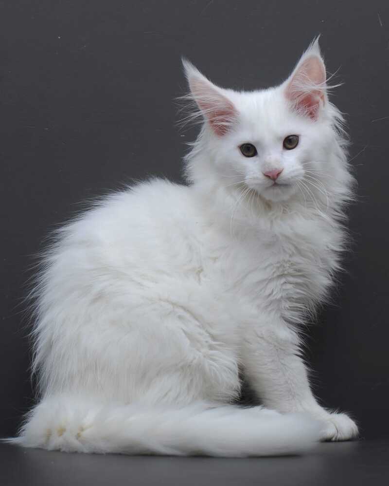 Edelweiss Maine Coon male white - live animals
