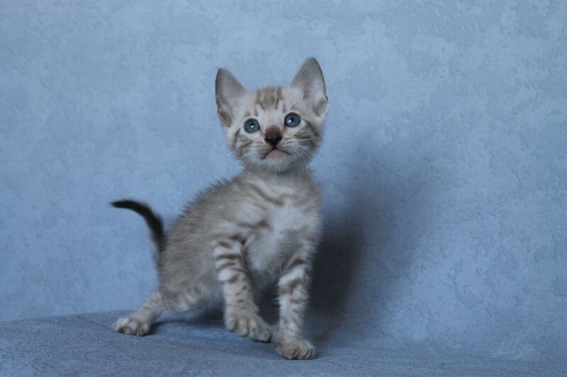 Axel Bengal male black spotted tabby pointed - live animals
