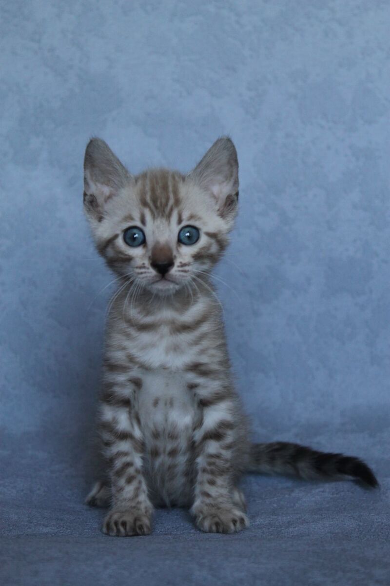 Axel Bengal male black spotted tabby pointed - live animals