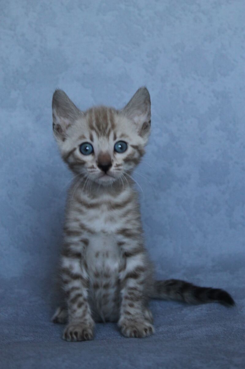 Axel Bengal male black spotted tabby pointed - live animals