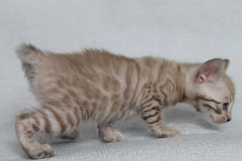 Axel Bengal male black spotted tabby pointed - live animals