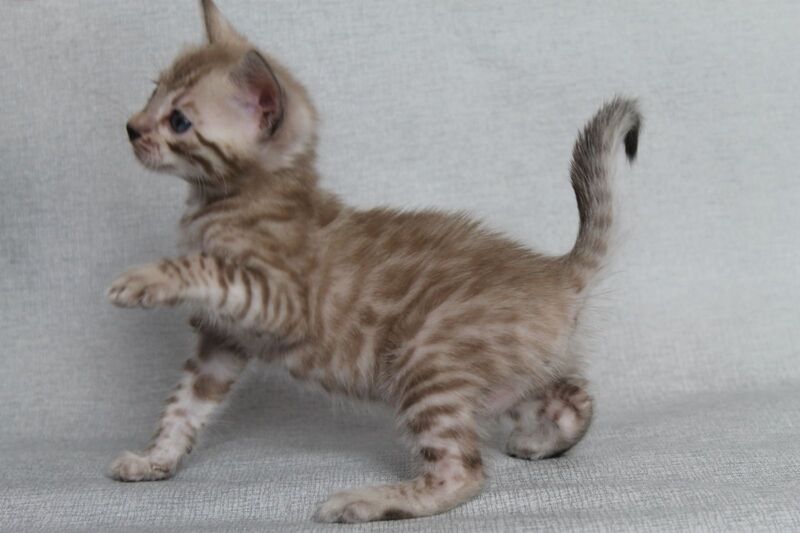 Axel Bengal male black spotted tabby pointed - live animals