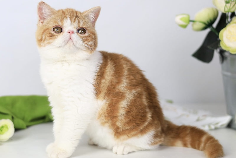 Sharan Exotic male red bicolour tabby - live animals