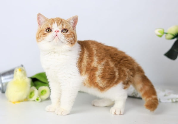 Sharan Exotic male red bicolour tabby - live animals