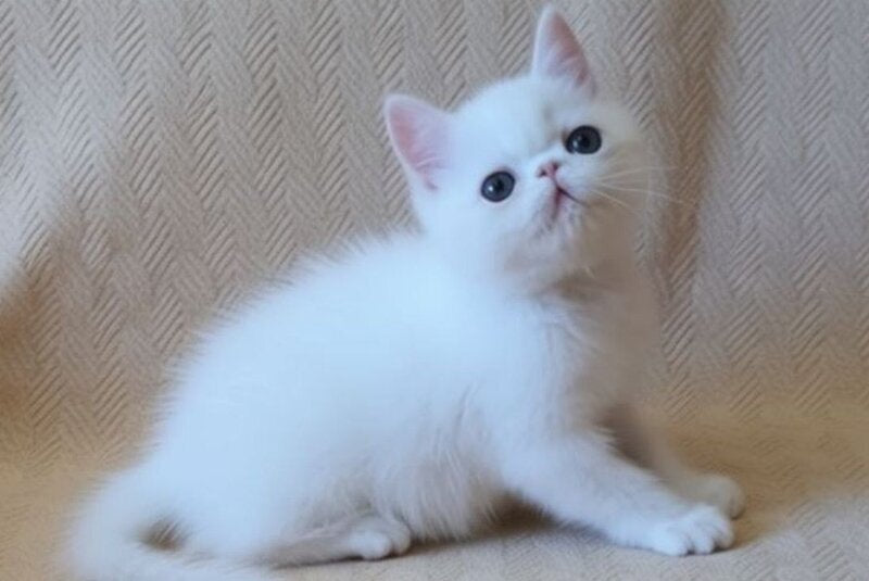 Bianca Exotic female white - live animals