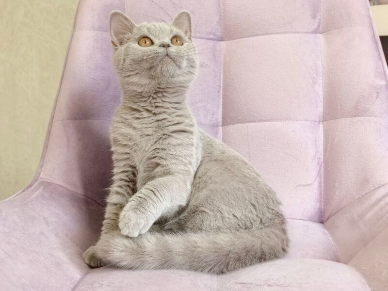 Naomu British Shorthair female lilac - live animals