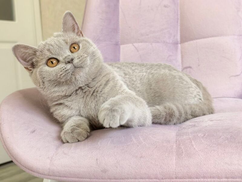 Naomu British Shorthair female lilac - live animals