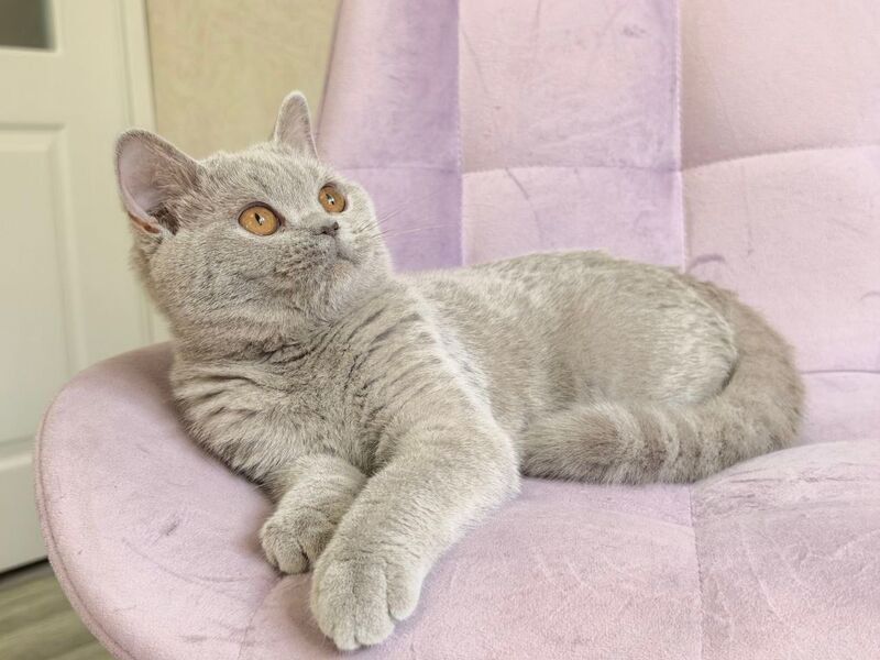 Naomu British Shorthair female lilac - live animals