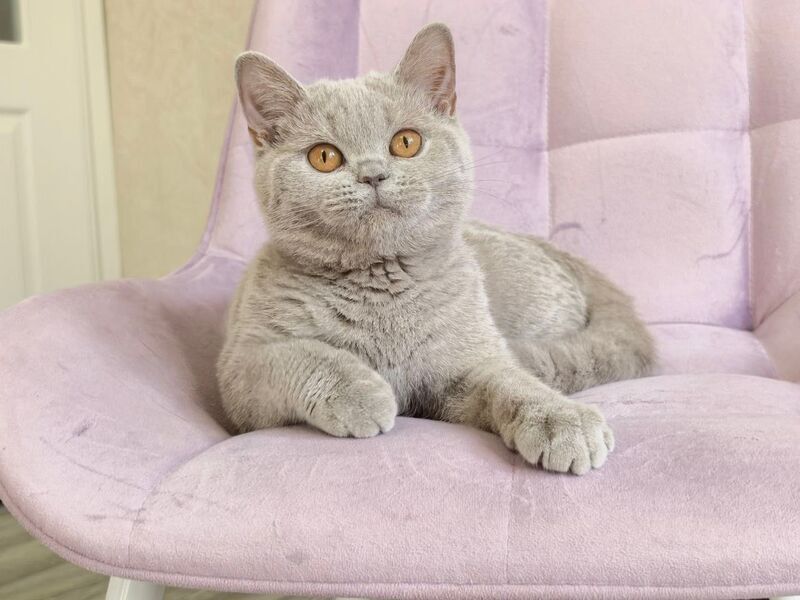 Naomu British Shorthair female lilac - live animals
