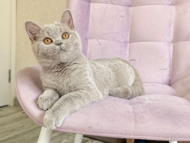 Naomu British Shorthair female lilac - live animals